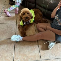 Goldendoodle All Grown Up from B+C Doodles