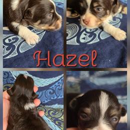 Hazel - Chocolate female Havanese puppy in Mason City, Iowa from Hoku Havanese