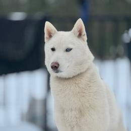 Egypt - White female Siberian Husky puppy in Mechanicsville, Virginia from Shinko Siberians