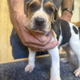 Treeing Walker Coonhound Puppies from Cherry creek kennel
