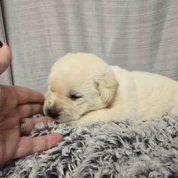 Yellow Female 2 - Yellow female Labrador Retriever puppy in Conway, Missouri from Patton's Triple Pine Farm