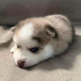 Ceo - Merle male Pomsky puppy in West Sacramento, California from Pinkie's Pomskies