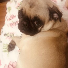 Pugs from Velma's Pugs
