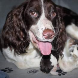 Rain - English Springer Spaniel