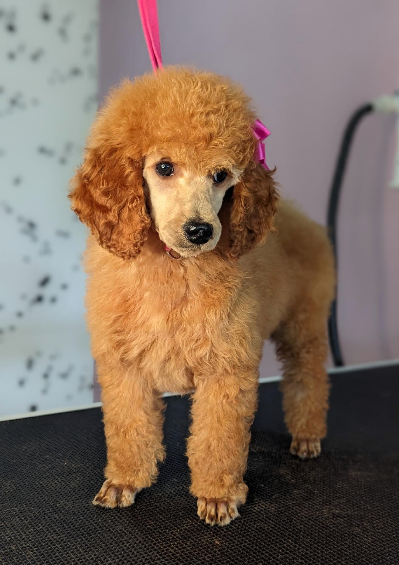 Poodle Puppies from Princely Poodles