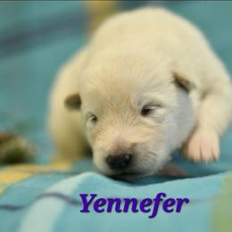 Yennefer - White female Alaskan Malamute puppy in Kingston, Tennessee from North Shore Alaskan Malamutes
