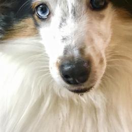 Shetland Sheepdog All Grown Up from Fox Point Farm Toy Shelties