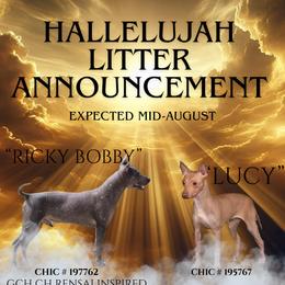 American Hairless Terrier puppies from Dark Knight Kennel