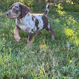 Male 4 - Red merle male Catahoula Leopard Dog puppy in Manchester, Tennessee from Middle TN Leopard Catahoulas and Middle TN Bassett Hounds