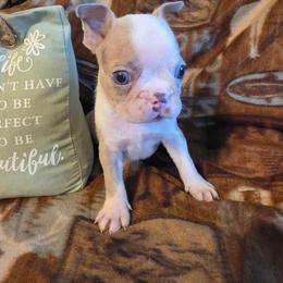 David - Lilac male Boston Terrier puppy in Manchester, Iowa from Stogdill's Baby Bullies