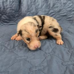 Nettle - Blue merle female Australian Shepherd puppy in Abilene, Texas from S&K Aussies N' Rotties