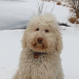 Jasmine - Labradoodle