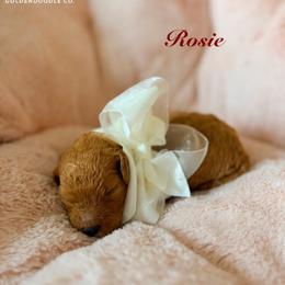 Rosie - Apricot female Goldendoodle puppy in Noblesville, Indiana from Heart & Paw Goldendoodle Co.