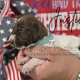 Justice - female German Shorthaired Pointer puppy in Six Mile, South Carolina from The Proper Pointer Co.