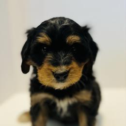 Fredrick-Orange - Tri-color male Bernedoodle puppy in Casper, Wyoming from 307 Doodles