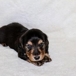 Winston 2000 - Black and tan male Dachshund puppy in Coldwater, Mississippi from Mississippi Shorties Miniature Dachshunds