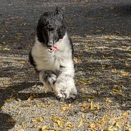 Poodle All Grown Up from Annie's CA Standard Poodles