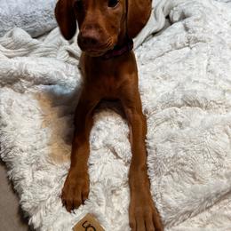 Girl 1 - Golden rust female Vizsla puppy in Lake City, Florida from Countryside Vizsla's