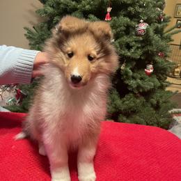 Shetland Sheepdog Puppies from BranGay Shetland Sheepdogs Since 1971