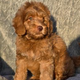 Toad - Red  male Goldendoodle puppy in Tucson, Arizona from Adored Poodle & Doodles