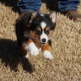 Black Tri Most Copper - Black tri female Miniature Australian Shepherd puppy in Lawton, Oklahoma from Lindsey’s Aussies