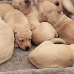 Labrador Retriever Puppies from MnK Family Labs