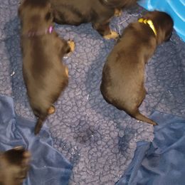 Rottweiler Puppies from Von Haus of Pearl