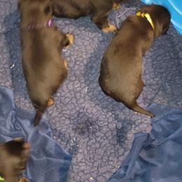 Rottweiler Puppies from Von Haus of Pearl