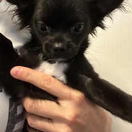 Chihuahua and Maltese Puppies from Happy Petit Paws
