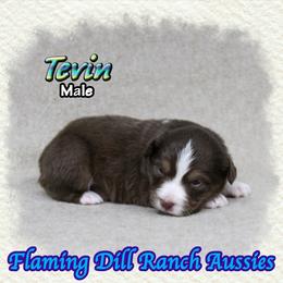 Tevin - Red tri male Toy Australian Shepherd puppy in Forestburg, Texas from Flaming Dill Ranch Aussies