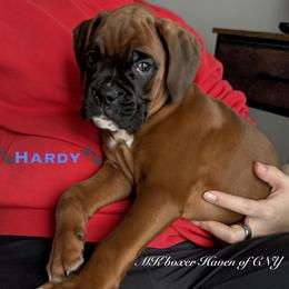 Hardy - Fawn male Boxer puppy in Cicero, New York from MK Boxer Haven of CNY