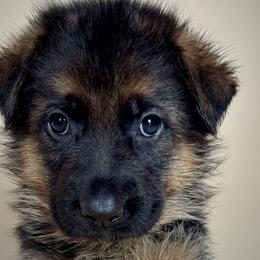 German Shepherds from Sonnenfeld Shepherds