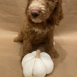 Goldendoodle Puppies from Dhalia’s Doodles