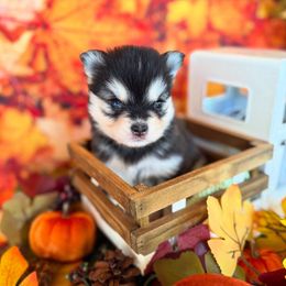 Nevara - Gray and white female Pomsky puppy in Campton Hills, Illinois from Urban Miracle’s