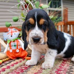 Boy 5 - Brown black and white male Basset Hound puppy in Missouri from Clevenger Farms