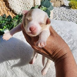Silke - White female Havapoo puppy in Dothan, Alabama from Farquharson's Poodles&Doodles