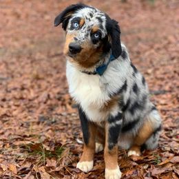 Australian Shepherds from Salt Creek Aussies