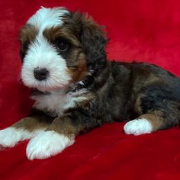Spencer (Tracy) - Tri-color male Bernedoodle puppy in Bradenton, Florida from Peanut Butter Doodles