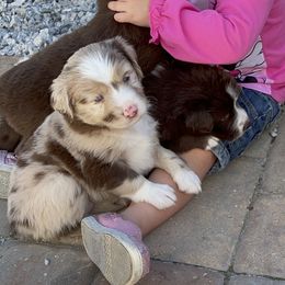 Australian Shepherd Puppies from Forgotten Coast Australian Shepherds