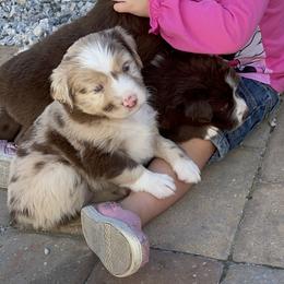 Australian Shepherd Puppies from Forgotten Coast Australian Shepherds