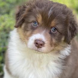 Australian Shepherds from Willowlake Australian Shepherds