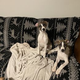 Whippet Puppies from Festiva Whippets