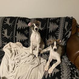 Whippet Puppies from Festiva Whippets