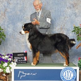 Moose - Bernese Mountain Dog