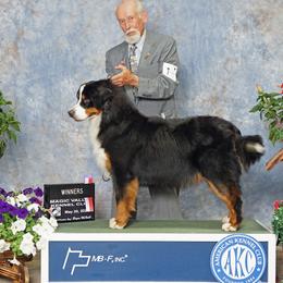 Moose - Bernese Mountain Dog