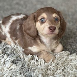 Kit-Kat - Dapple female Dachshund puppy in Michigan from M.H.P Dachshunds