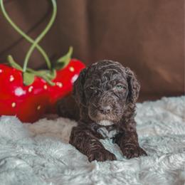 Sunny - Brown male Poodle puppy in Midwest City, Oklahoma from Strawberry Hill Puppy Patch