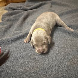 Girl 4 - Silver gray female Weimaraner puppy in Spartanburg, South Carolina from Palmetto State Weimaraners