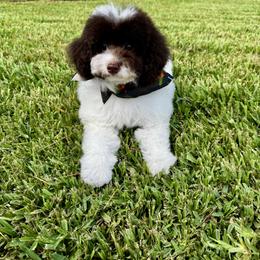 Royal - Parti female Goldendoodle puppy in Houston, Texas from Suntini’s Goldendoodles