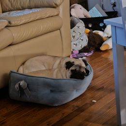 Pug puppies from My Princess Pugs